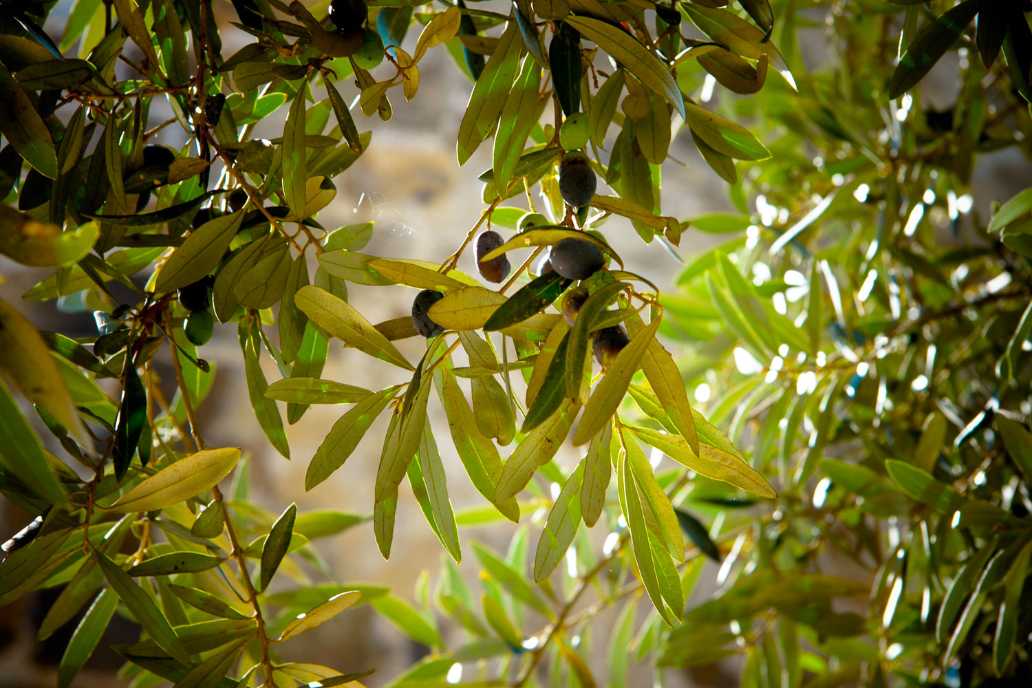 Azienda Agricola Tivoli