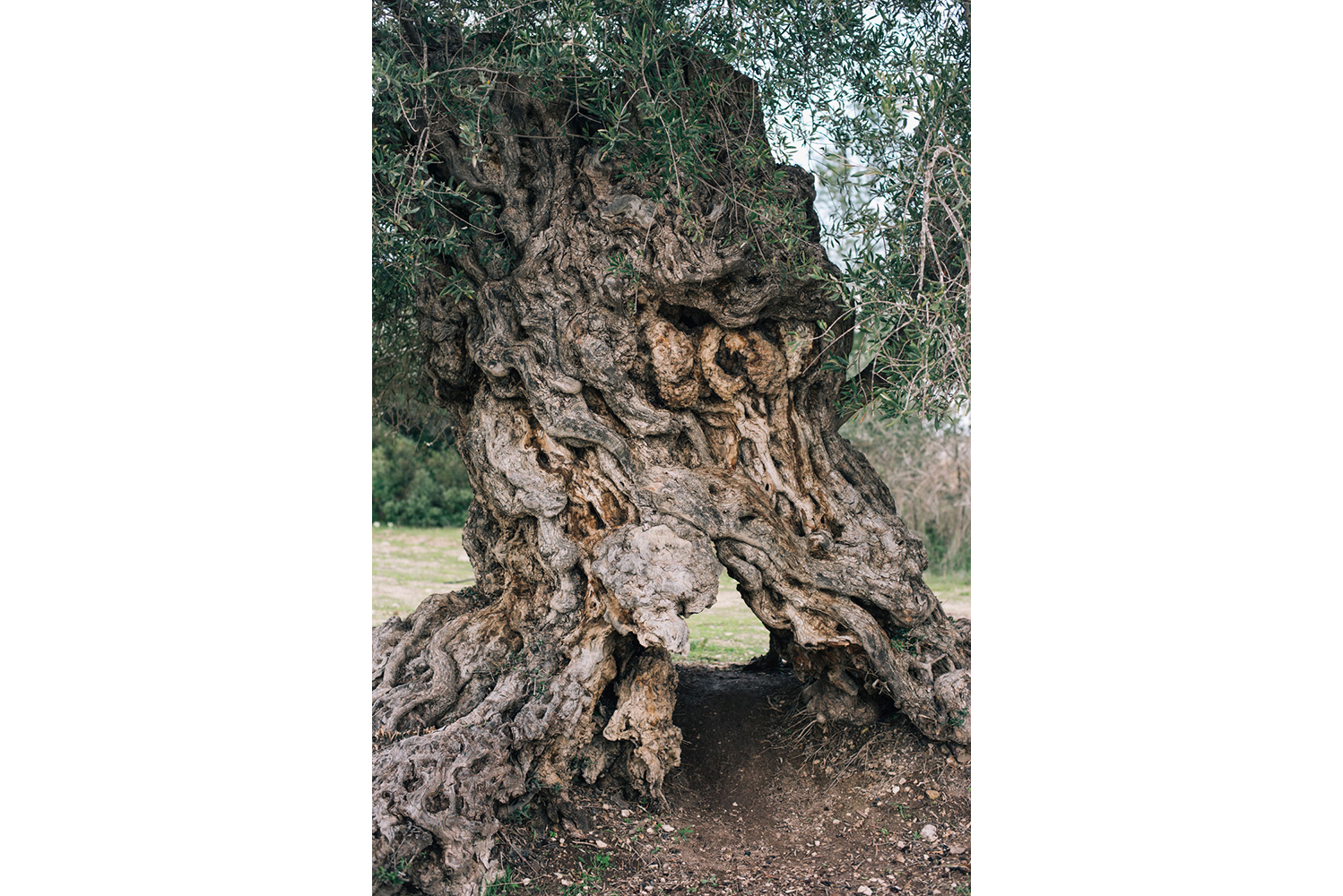 Azienda Agricola Tivoli
